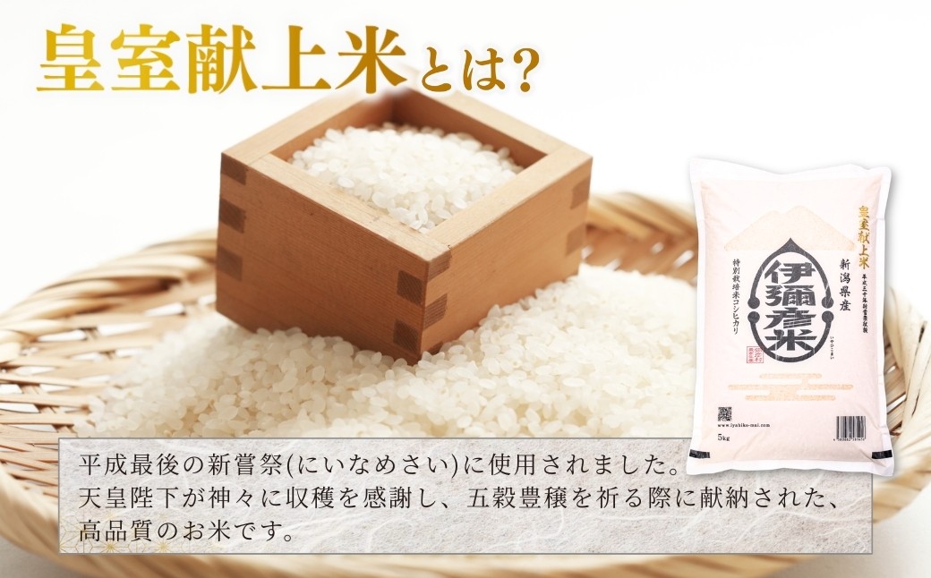 【伊彌彦米とパックごはんセット】精米5kg×2袋 パックごはん4パック