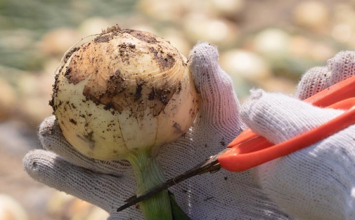 元祖淡路島玉ねぎ『淡路中甲高黄』復活プロジェクト