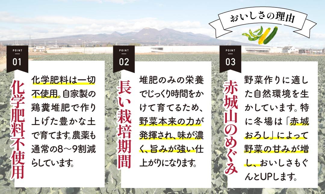 野菜ソムリエが送る 旬野菜セット 8～10品 西洋野菜 一般野菜