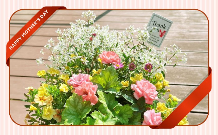 母 花 華 よせうえ 鉢  ペチュニア系 カリブラコア・ブラキカム・ヘデラ リーフ系・ニチニチソウ  熊本 菊陽町