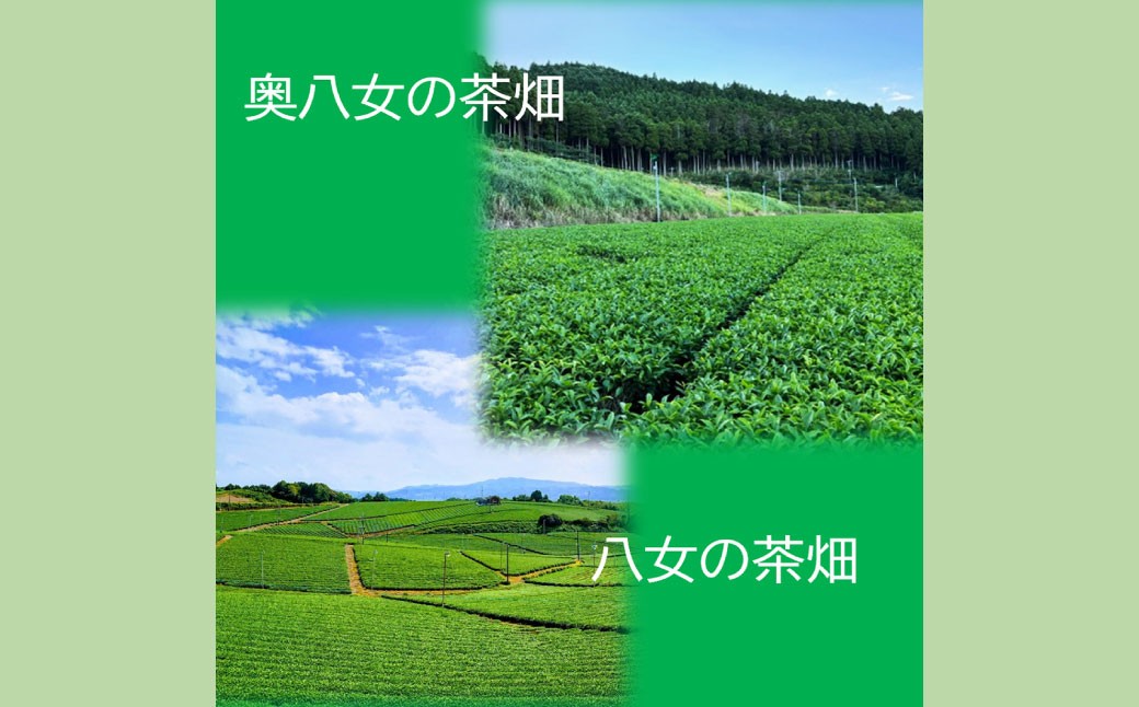 名産地の味わい 奥八女茶100g×八女茶200g 飲み比べ