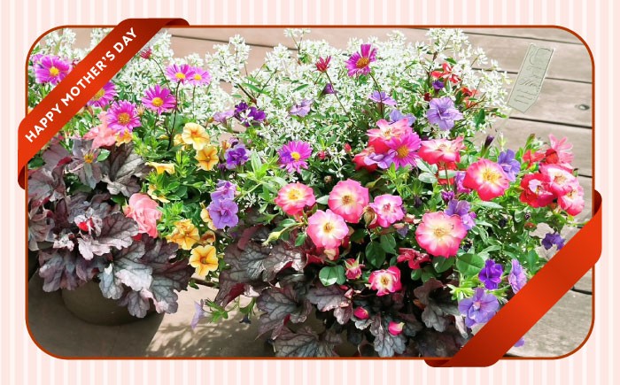 母 花 華 よせうえ 鉢  ペチュニア系 カリブラコア・ブラキカム・ヘデラ リーフ系・ニチニチソウ  熊本 菊陽町