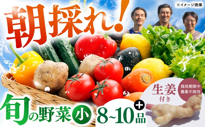 土佐の太陽をいっぱいに浴びた旬の野菜生姜約100gのセット「小」【土佐野菜】 [ATBA003]