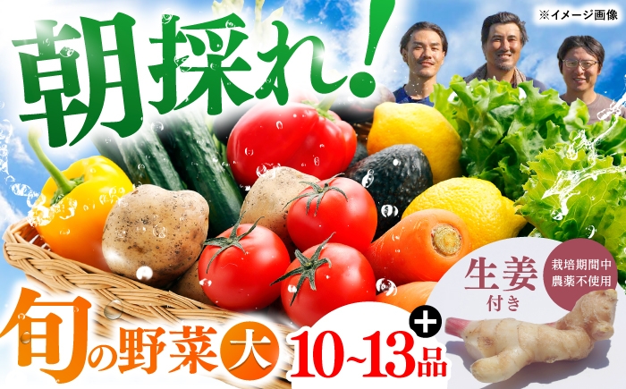 土佐の太陽をいっぱいに浴びた旬の野菜生姜約100gのセット「大」【土佐野菜】 [ATBA004]