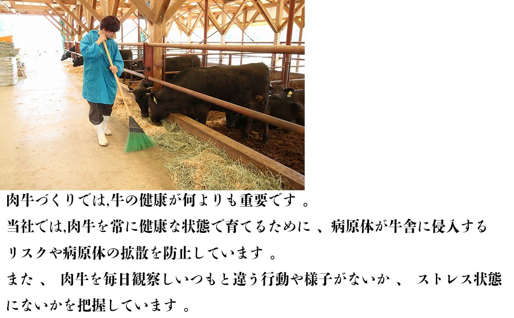 牛舎でスタッフが黒毛和牛の様子を見ながら清掃している