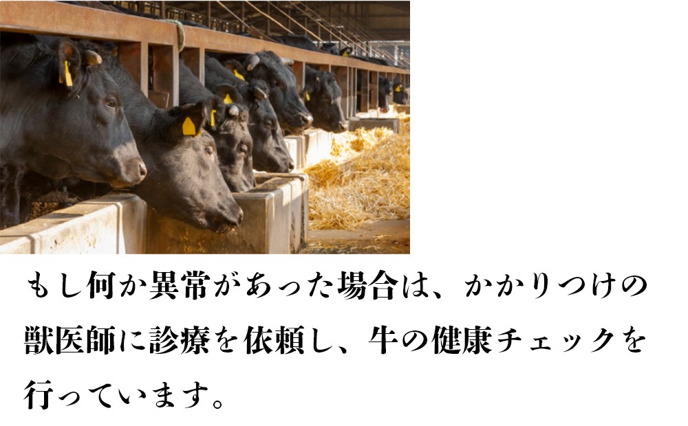 牛舎でスタッフが黒毛和牛の健康チェックを行う様子