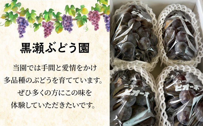 ぶどう BKシードレス 広島県 三次市