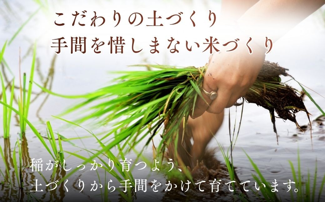 こしひかり コシヒカリ ごはん ご飯 ライス ふくまる フクマル お米 米 こめ コメ 白米 精米