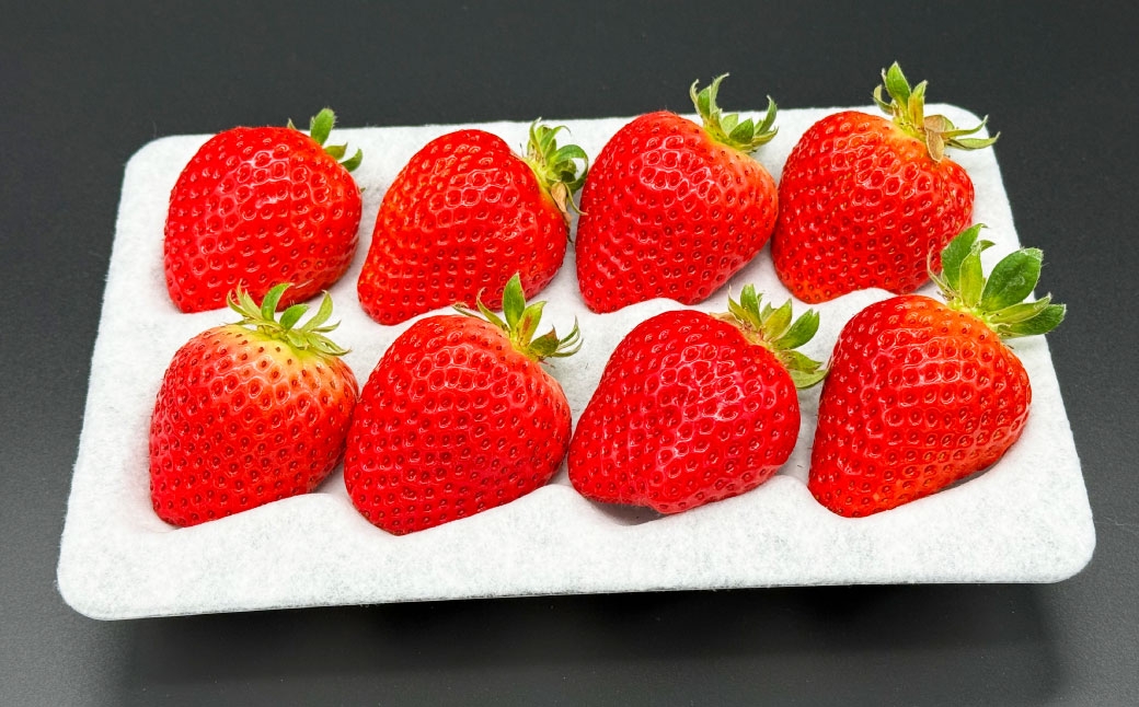 いちご 「 さちのか 」 約1kg（500g×2箱）