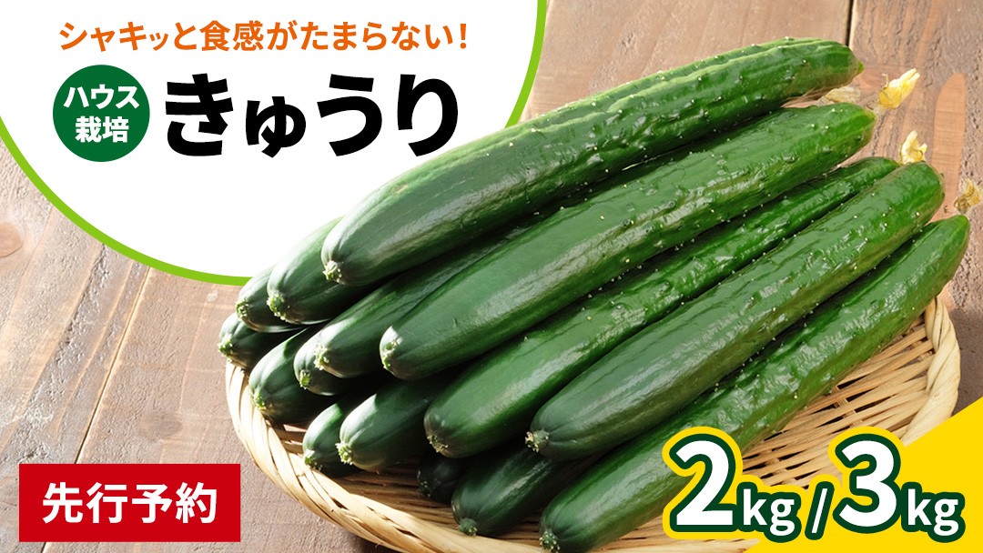 大崎上島産 シャキッと食感！生かじりが美味しいハウス栽培きゅうり約3kg