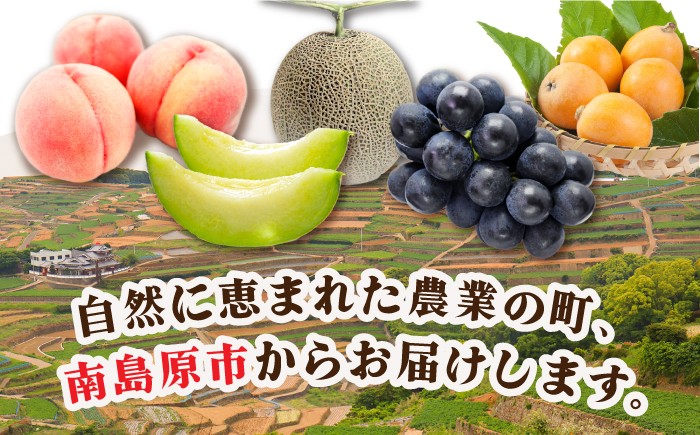 フルーツ 果物 春フルーツ 夏フルーツ 秋フルーツ 冬フルーツ 人気 ふるーつ 果実 産直 産地直送 旬