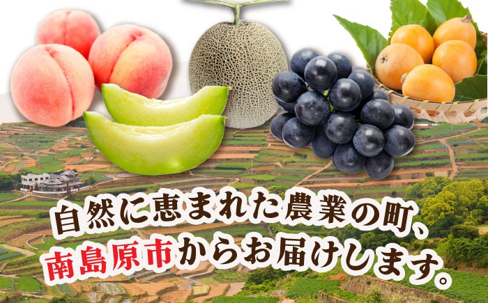 フルーツ定期便 果物定期便 フルーツセット フルーツ詰め合わせ 果物セット 果物詰め合わせ