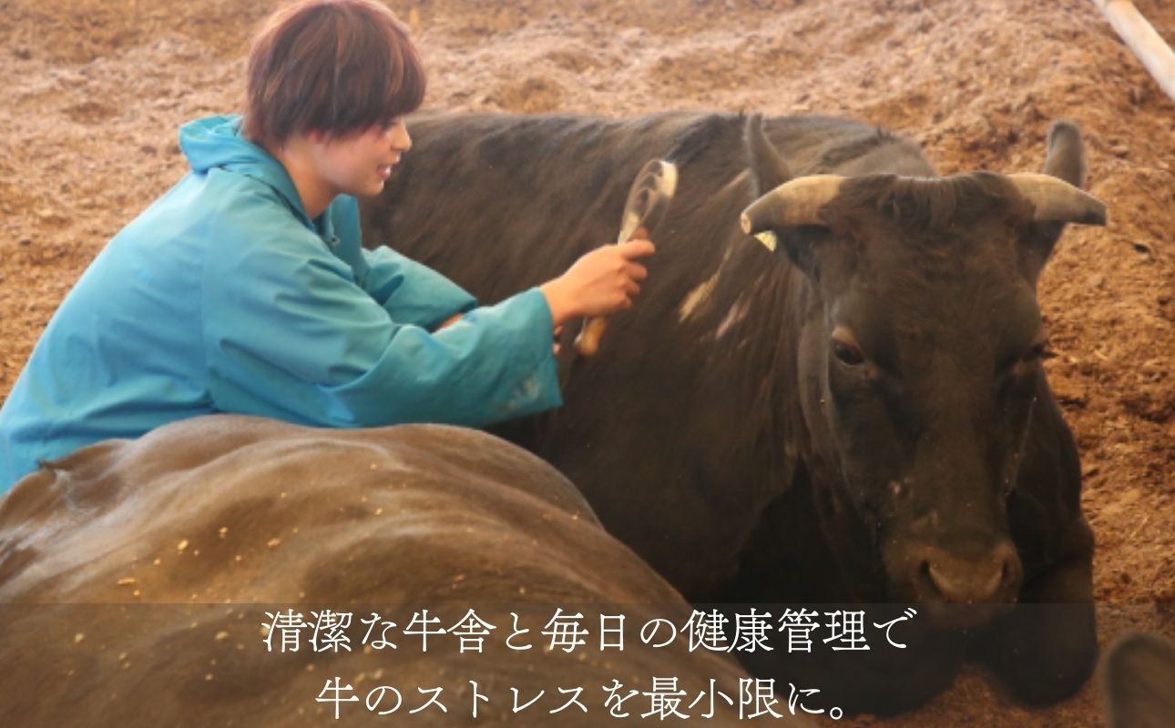 牛舎でスタッフが黒毛和牛の健康チェックを行う様子