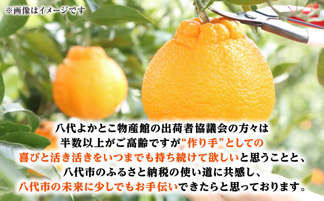 熊本県八代市の不知火を是非ご賞味ください！