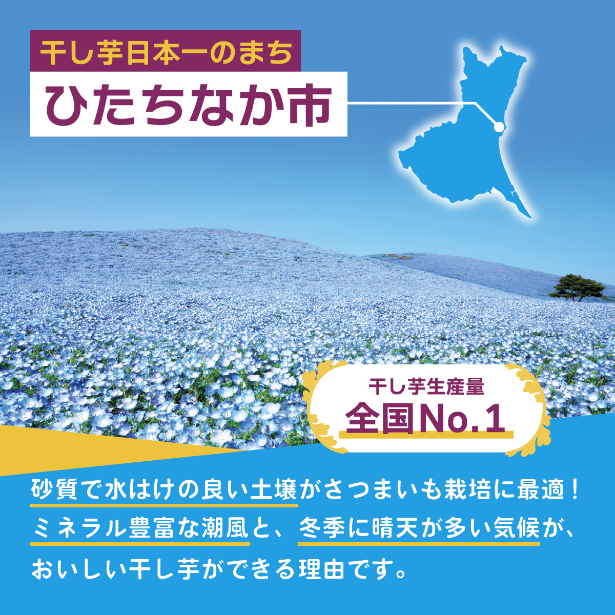 干し芋 グランプリ 日本一 金賞 受賞 茨城 ほしいも 干しいも