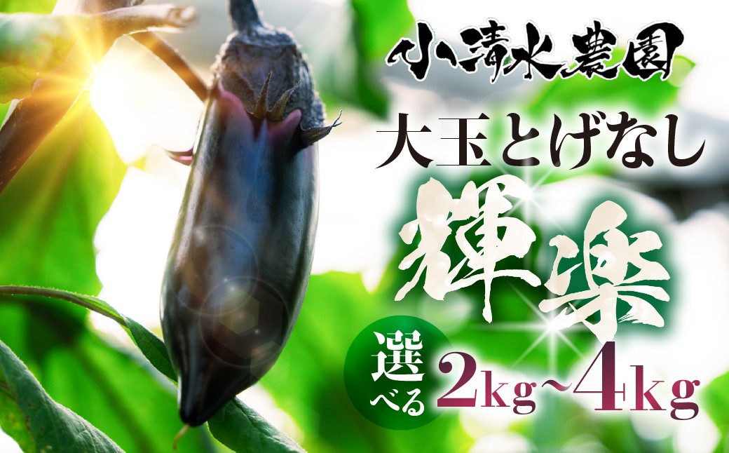 甘味の詰まった、つやつや輝くなす