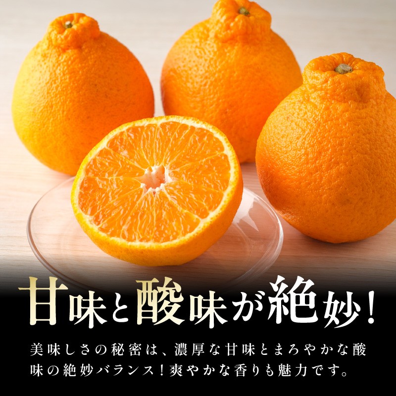 【2027年発送 先行予約品】