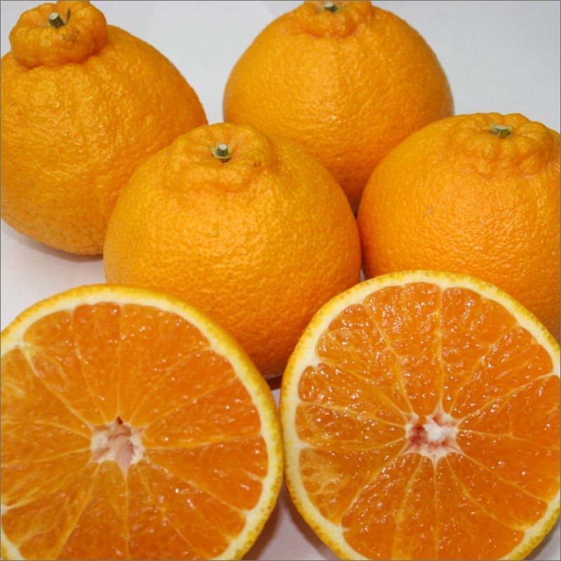 【2027年発送 先行予約品】