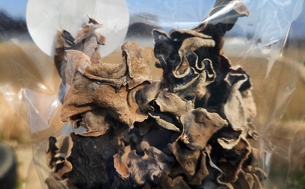 くぬぎで育てた乾きくらげ