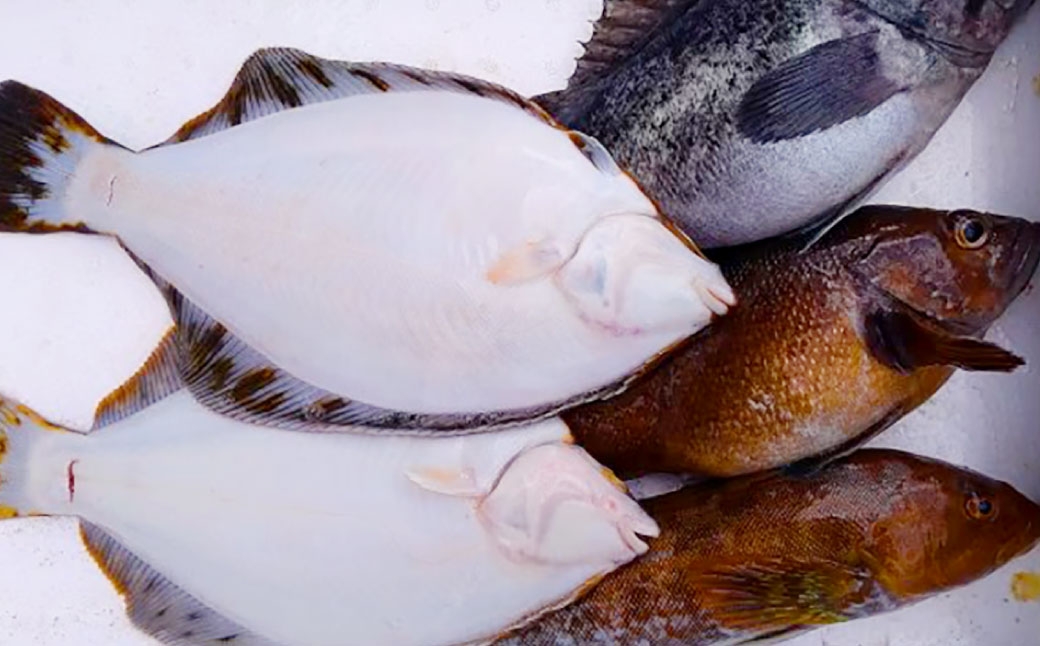 北海道産 船上活〆鮮魚詰め合わせ約3kg