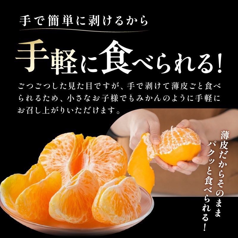 【2027年発送 先行予約品】