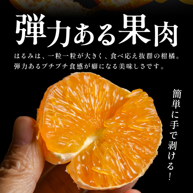 【2027年発送 先行予約品】