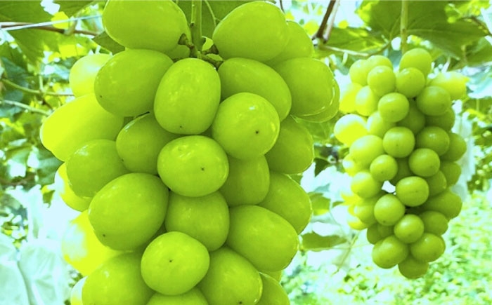 シャインマスカット しゃいんますかっと シャイン マスカット ますかっと Shine Muscat 2房 葡萄 ブドウ ぶどう