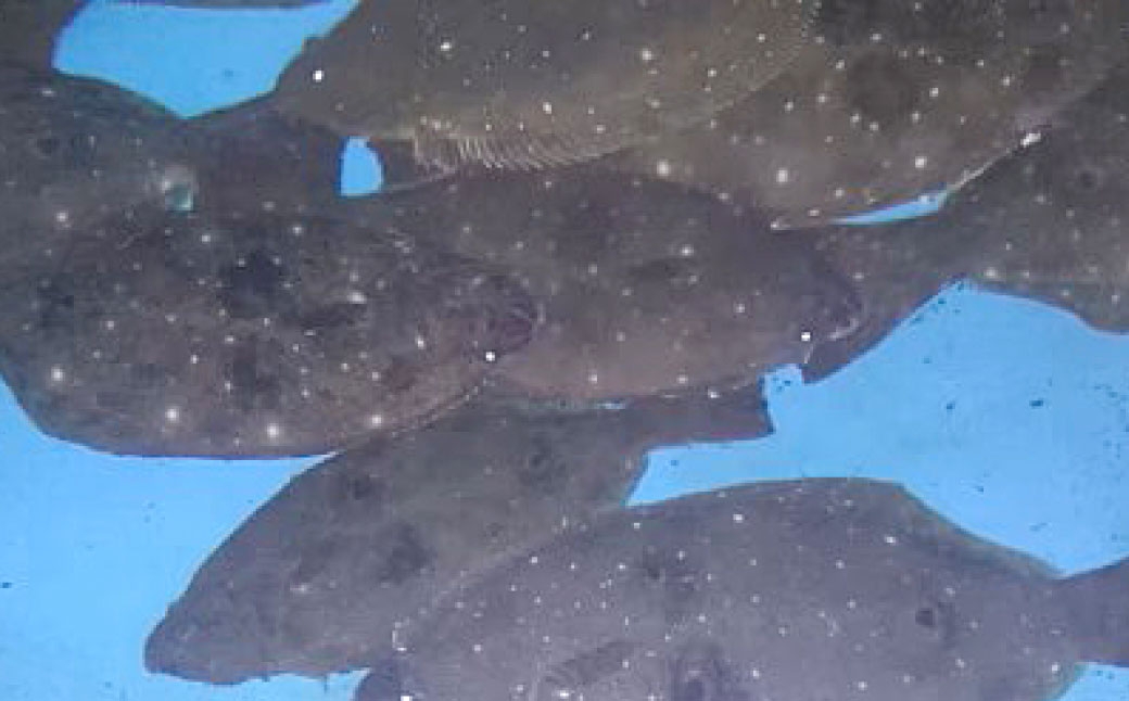 北海道産 船上活〆ヒラメ 約1.2kg