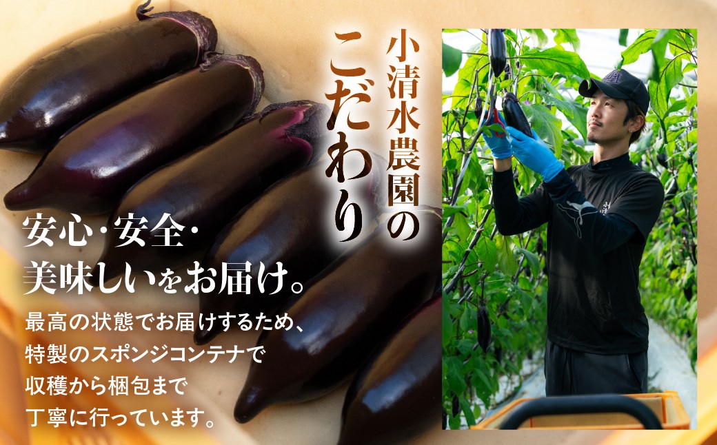 甘味の詰まった、つやつや輝くなす
