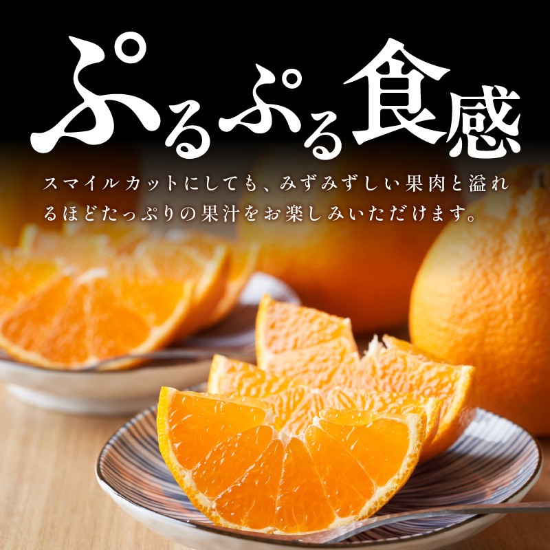 【2027年発送 先行予約品】