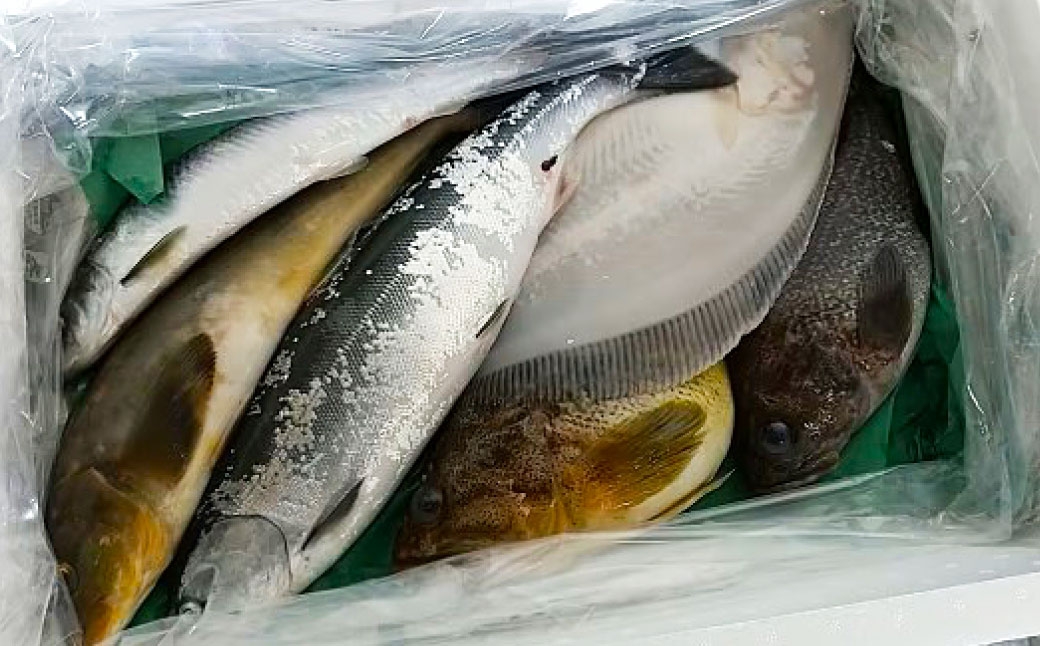 北海道産 船上活〆鮮魚詰め合わせ約3kg