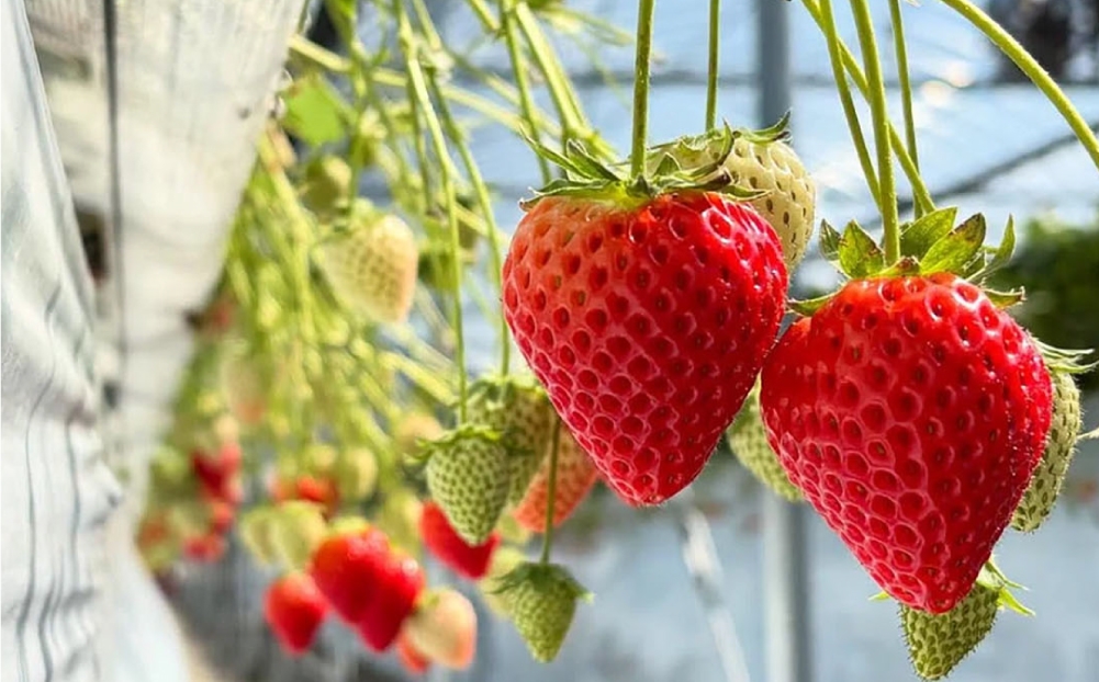 「朝7時に使ってほしい」いちごジャム