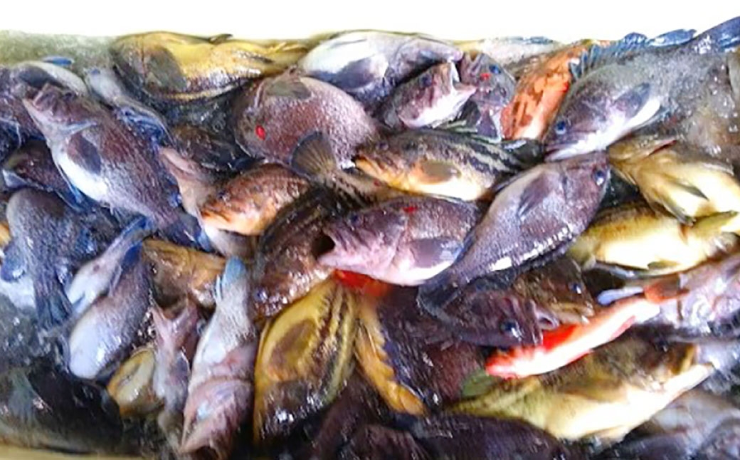 北海道産 船上活〆鮮魚詰め合わせ約3kg