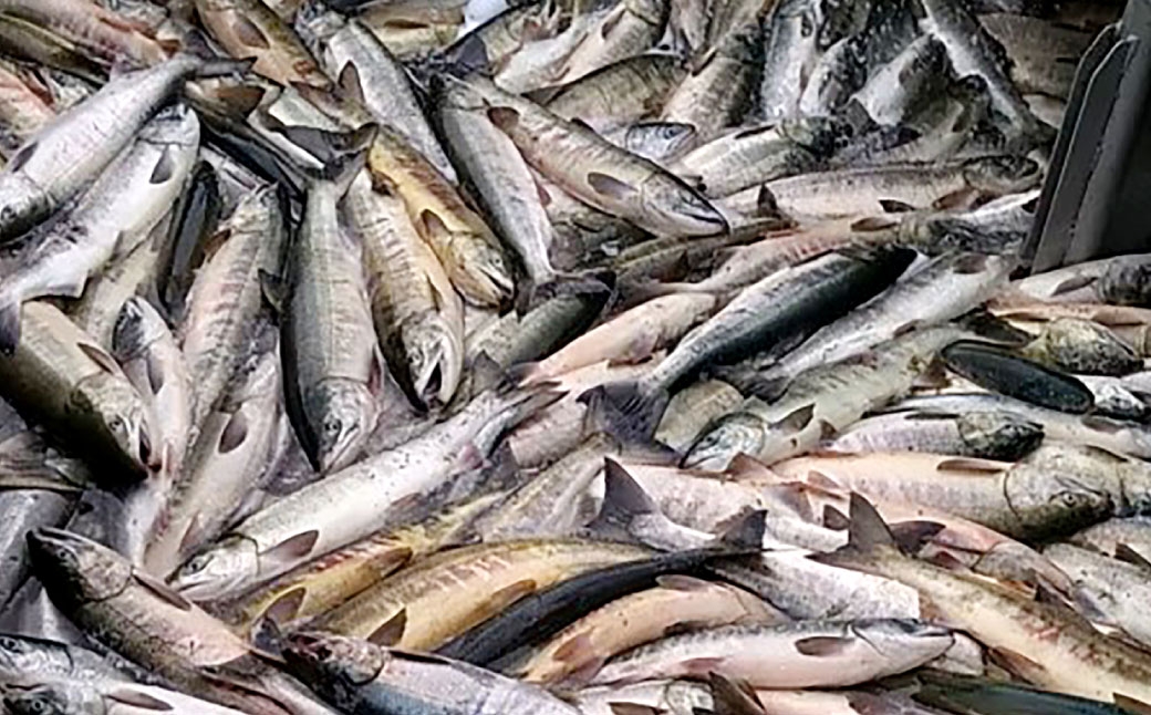 北海道産 船上活〆サケメス 約2.5kg