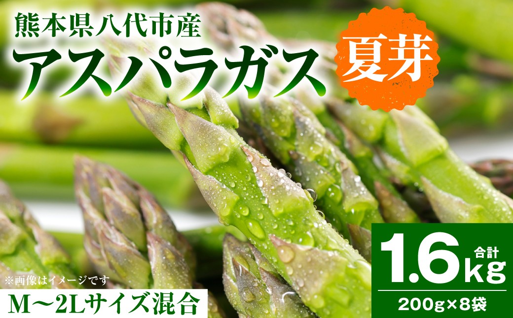 アスパラガス 1.6kg （M～2Lサイズ混合）