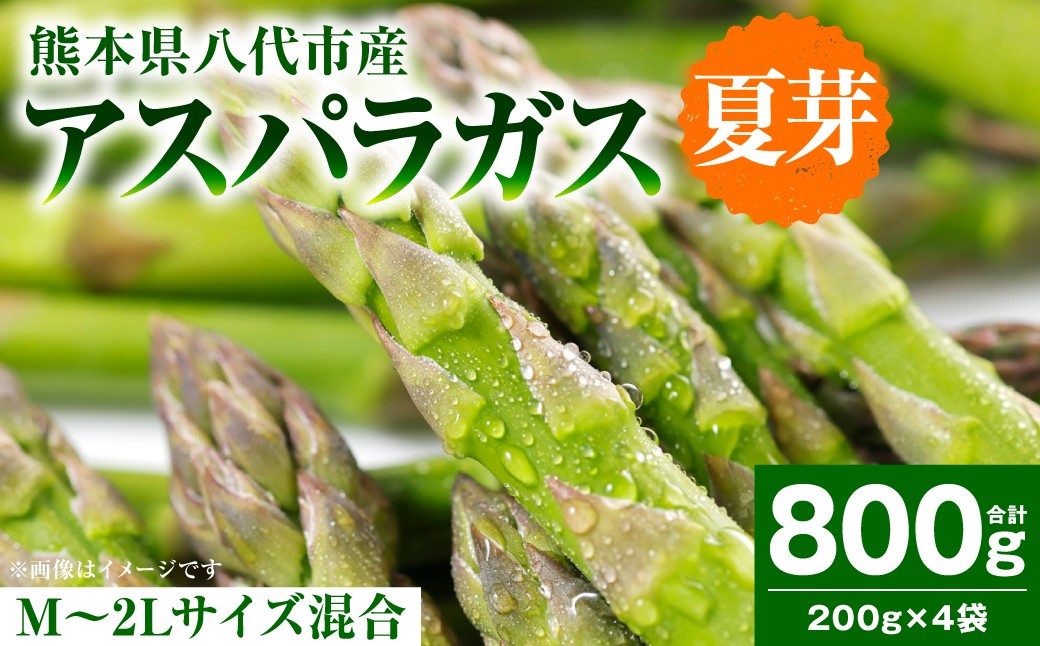 アスパラガス 800g（M～2Lサイズ混合）