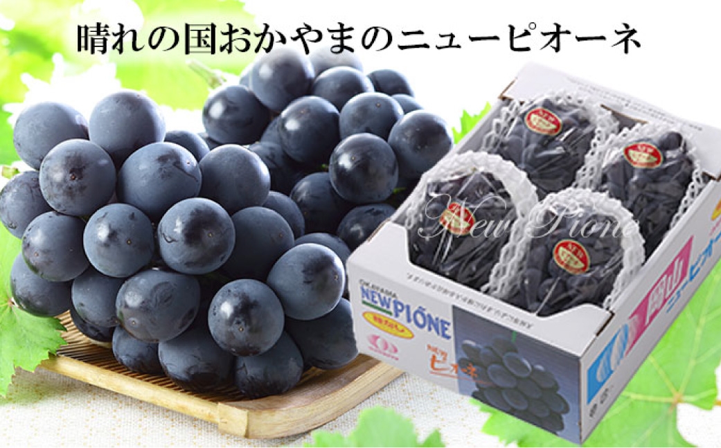 岡山県産ニューピオーネ 約2kg（3～6房）