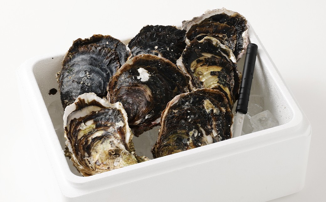 【指定日時必須】戸石産 岩牡蠣 計約2kg（生食用／カキナイフ付き）