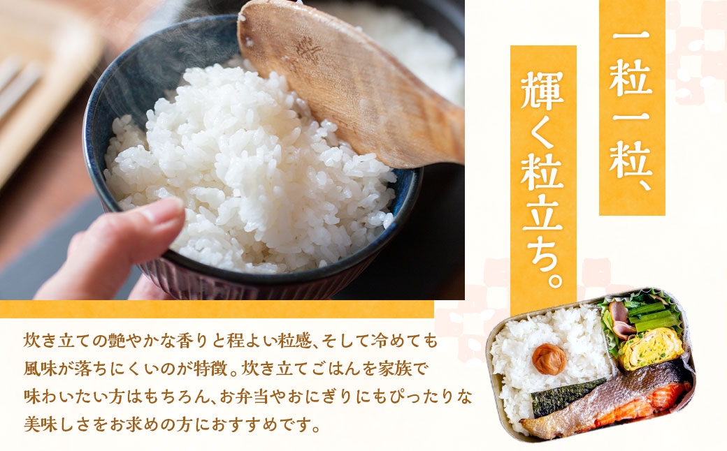 静岡県産コシヒカリ精米10kg（5kg×2袋）