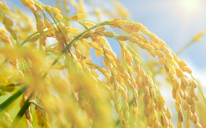 米 お米 白米 ブランド米 ごはん kome rice 10キロ 5kg 小分け