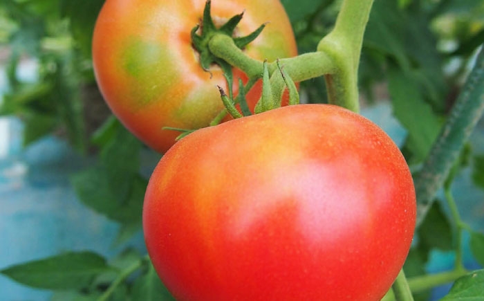 トマト トマトジュース とまと とまとジュース 野菜ジュース やさいジュース