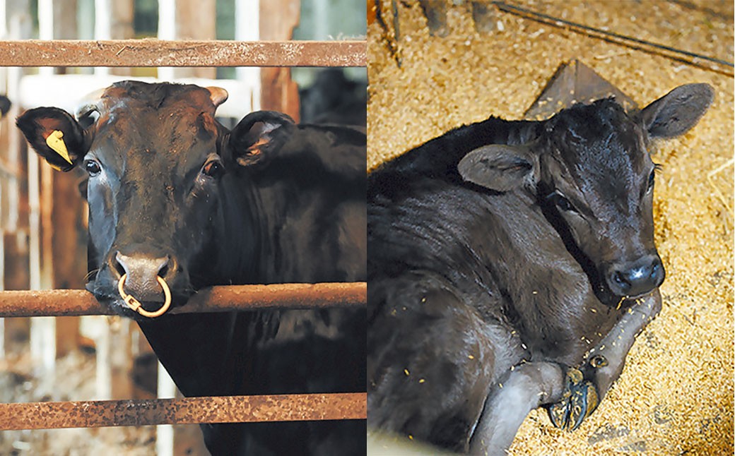 【冷凍】武藤牧場直売店山嘉【黒毛和牛】山嘉牛 すきやき 約710g