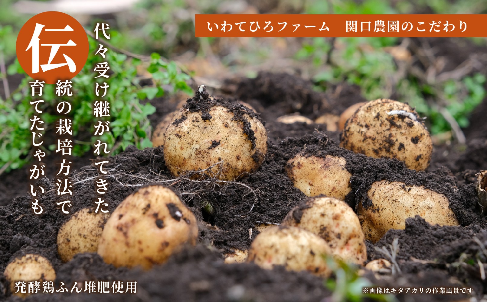 岩手にのへじゃがいも伝メークイン 5kg