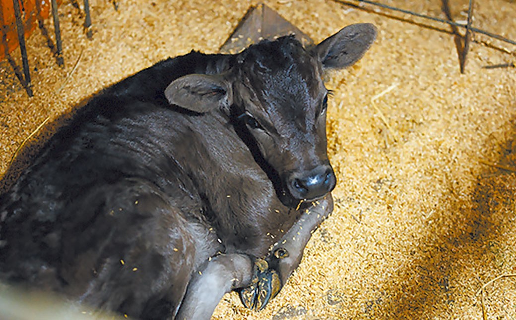 武藤牧場直売店山嘉【黒毛和牛】山嘉牛 すきやき 500g