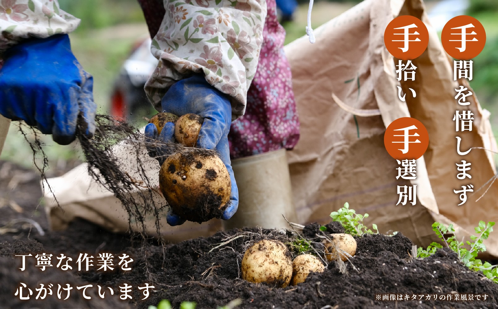 岩手にのへじゃがいも伝メークイン 5kg