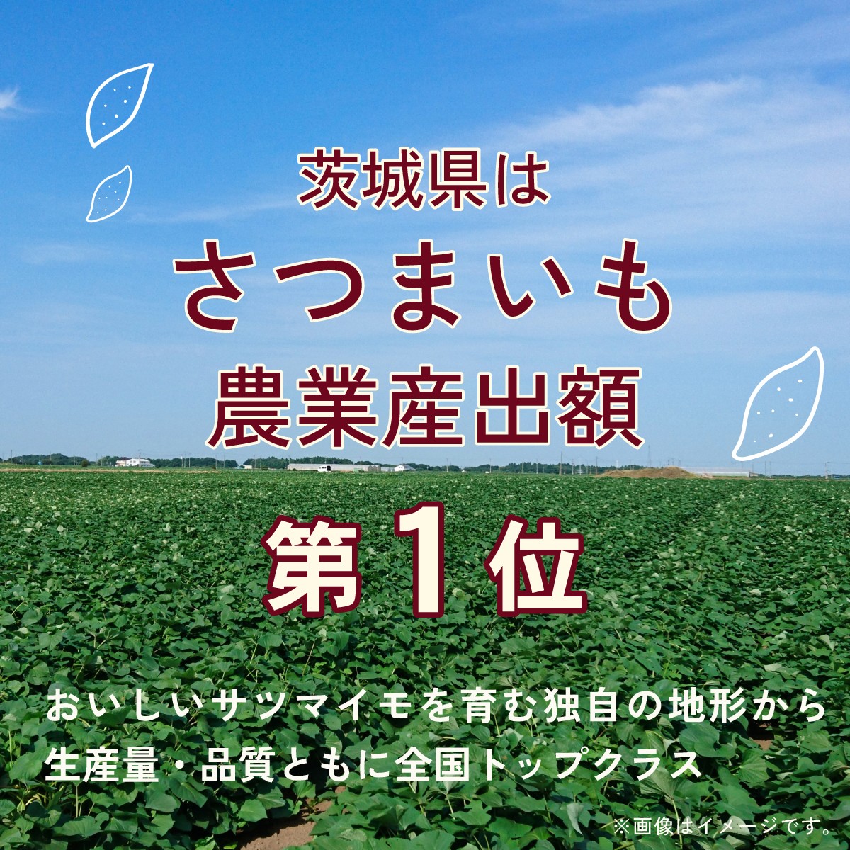 焼き芋 やきいも 焼いも 焼芋 個包装 さつまいも サツマイモ お芋 芋 いも