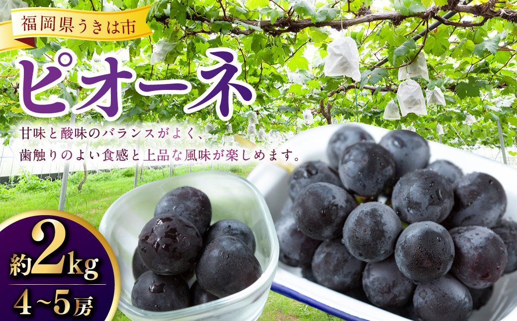 ピオーネ 4～5房（約2kg）