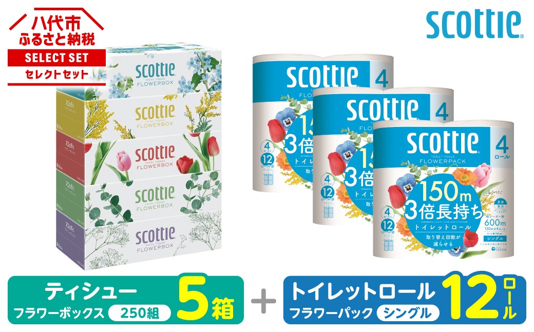 「長持ち」＆「コンパクト」になったスコッティ製品をセットにしてお届け！