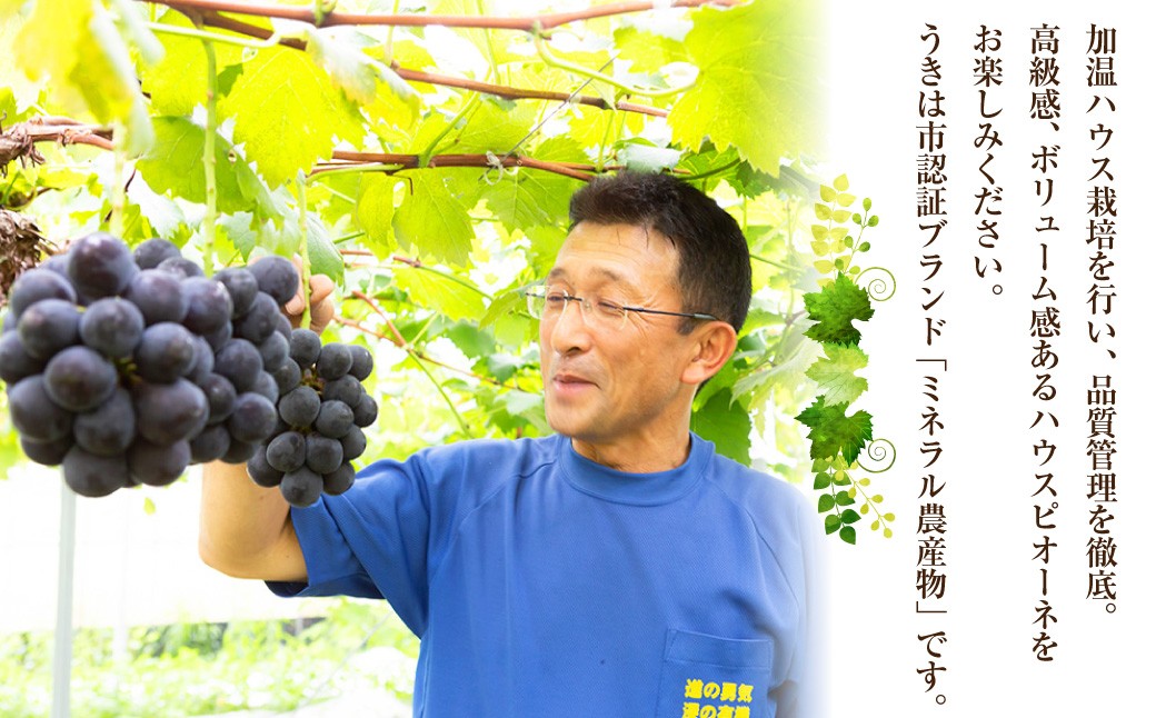 ピオーネ 4～5房（約2kg）