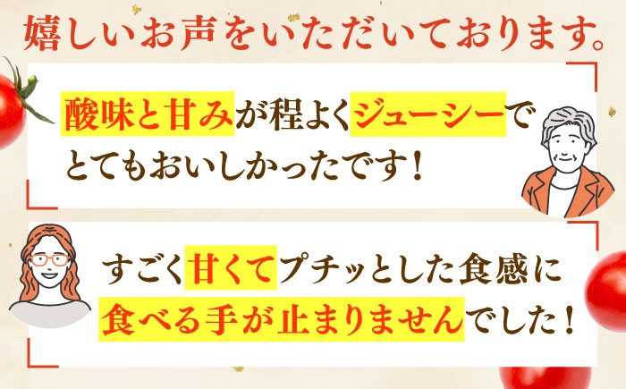 トマト とまと トマト フルーツトマト 野菜 人気 贈答 ギフト プレゼント